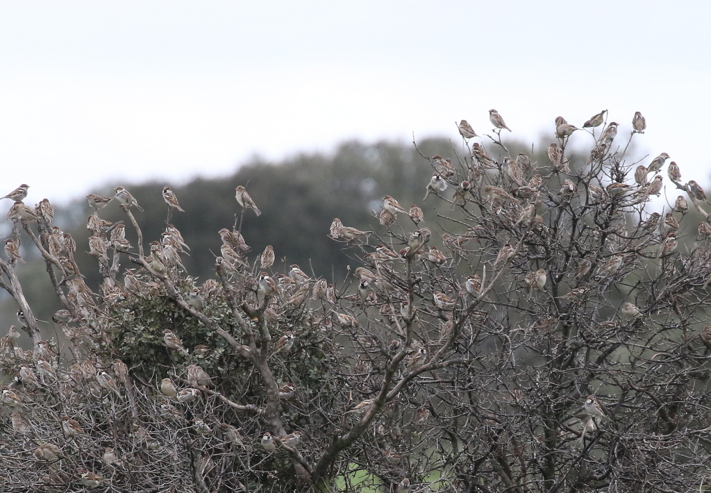 Spanish Sparrows