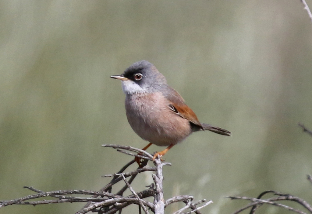 Spectacled Warbler