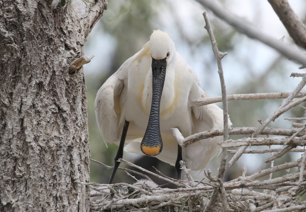 Spoonbill