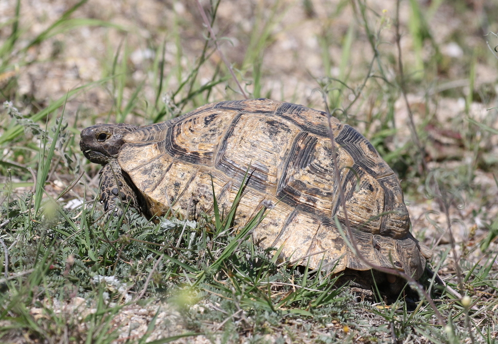 Spur-thighed Tortoise