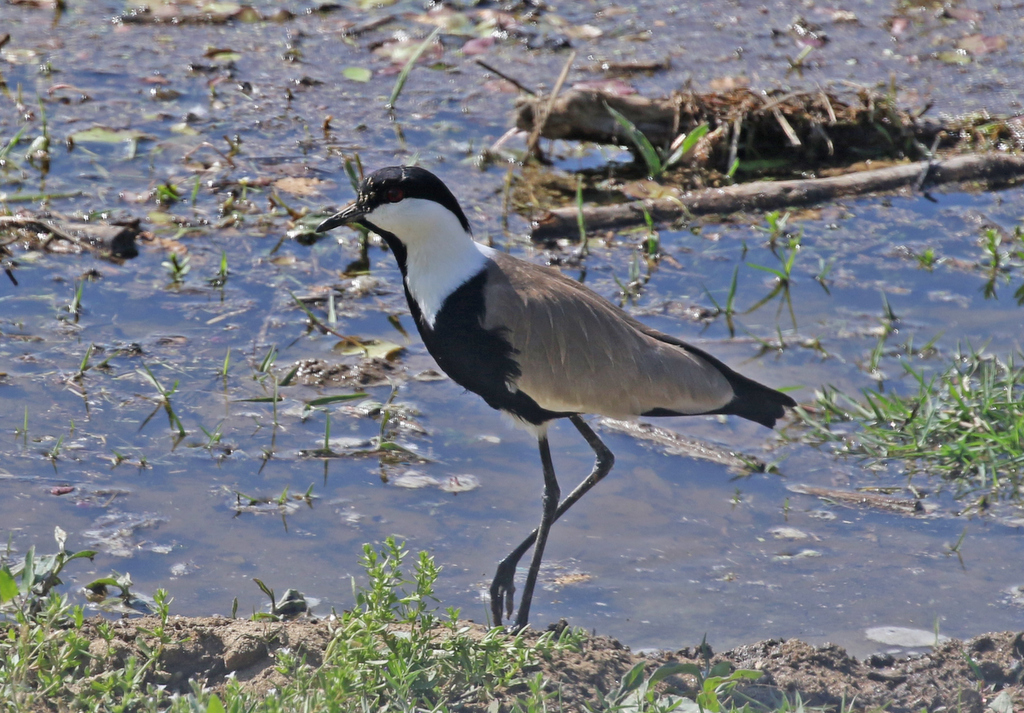 Spur-winged Lapwing