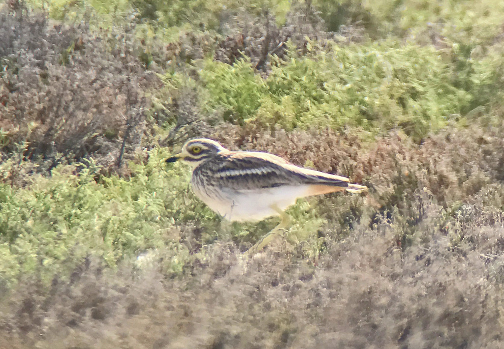 Stone Curlew