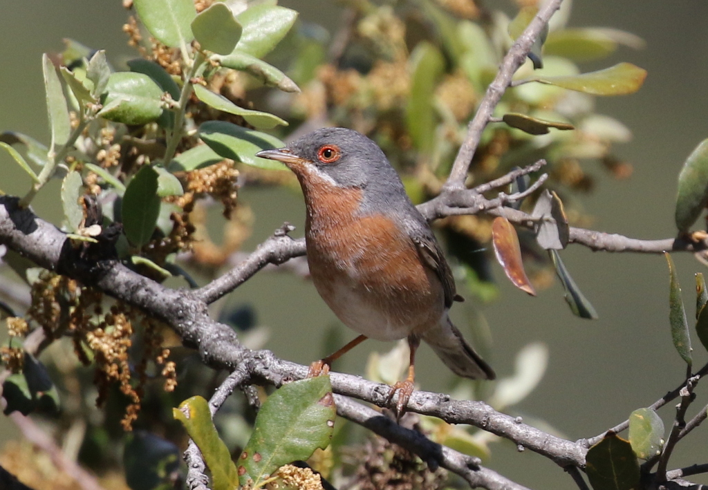 Subalpine Warbler 1