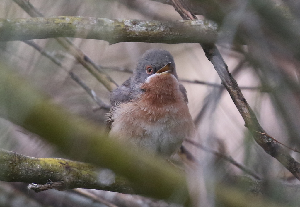 Subalpine Warbler 2