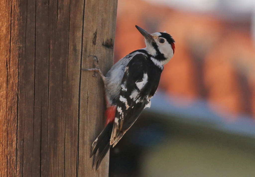 Syrian Woodpecker