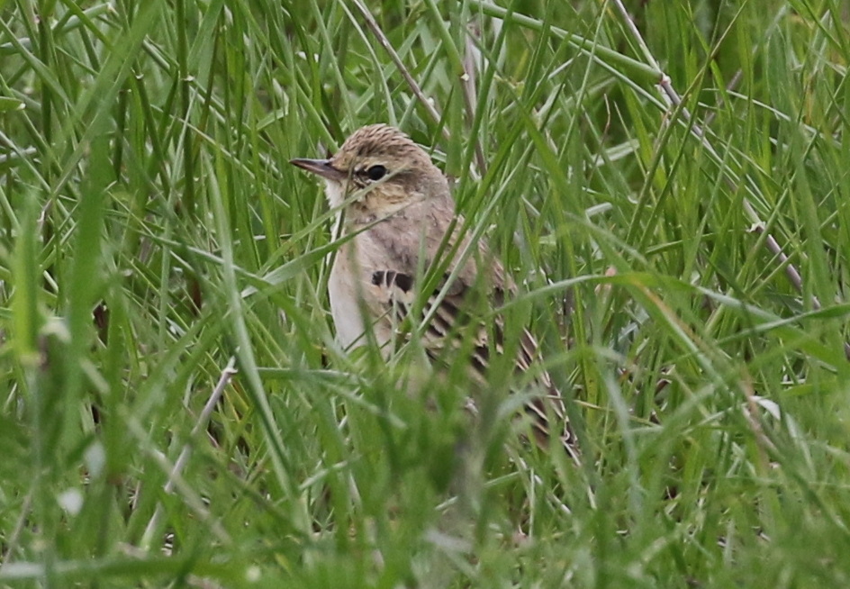 Tawny Pipit