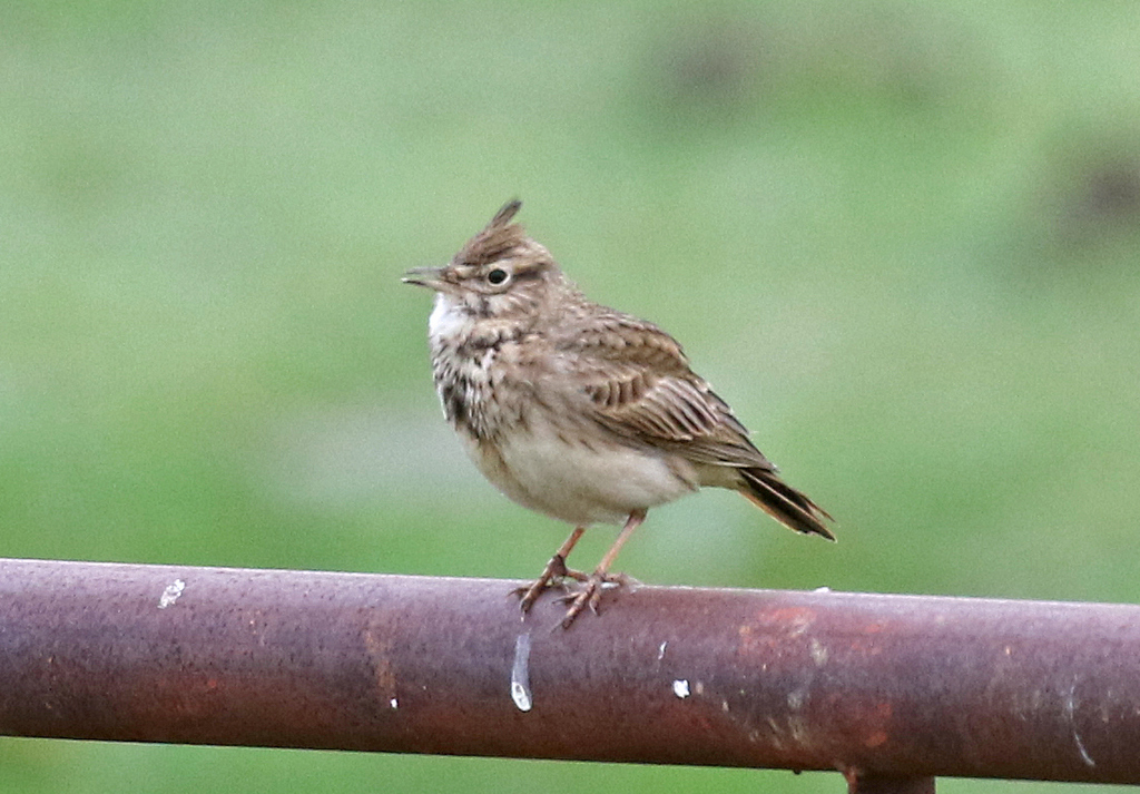 Thekla Lark