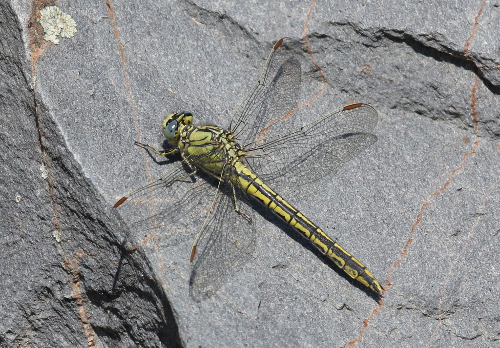 Western Clubtail