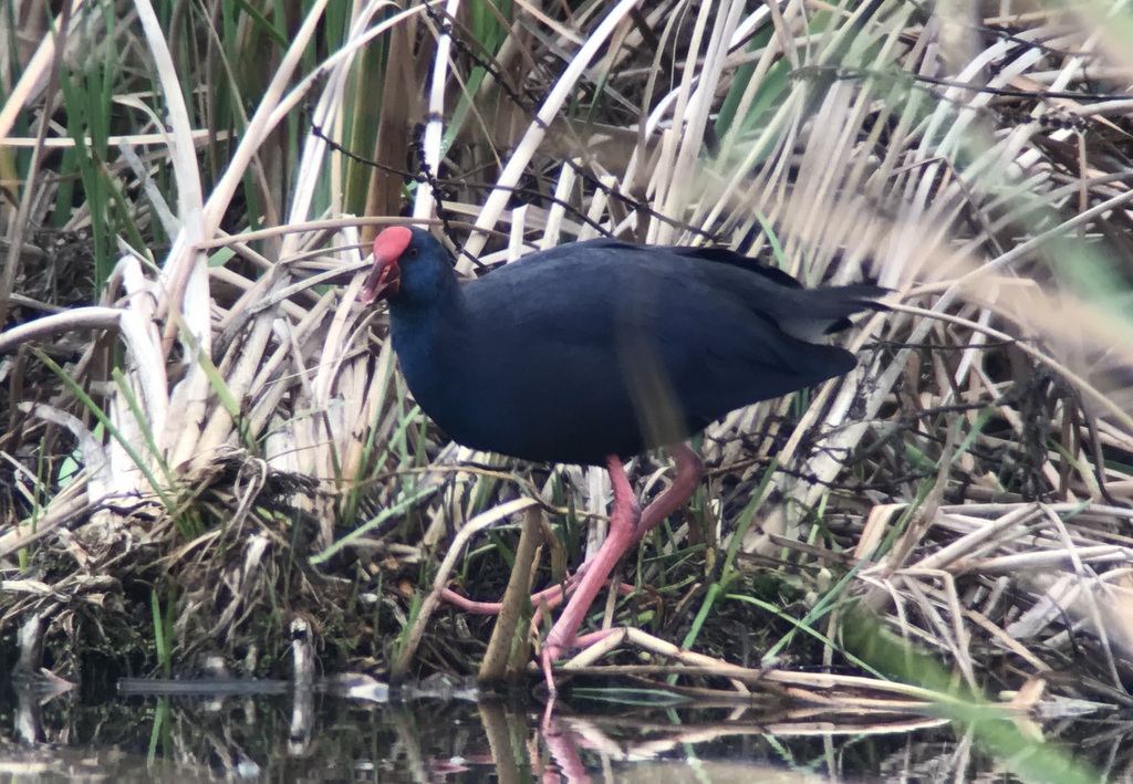 Western Purple Swamphen