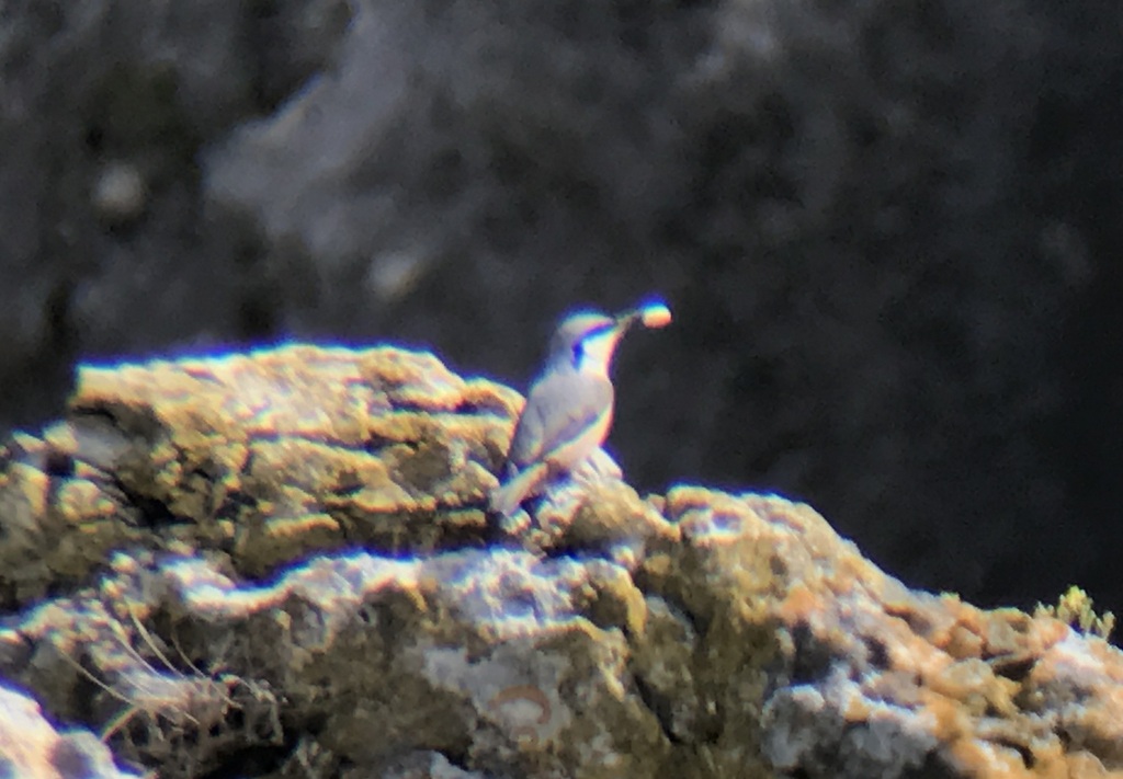 Western Rock Nuthatch