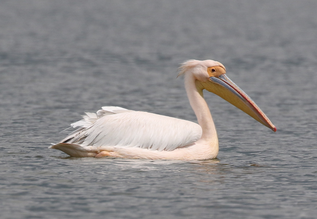 White Pelican