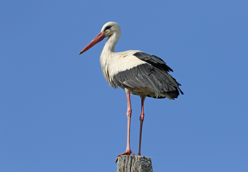 White Stork