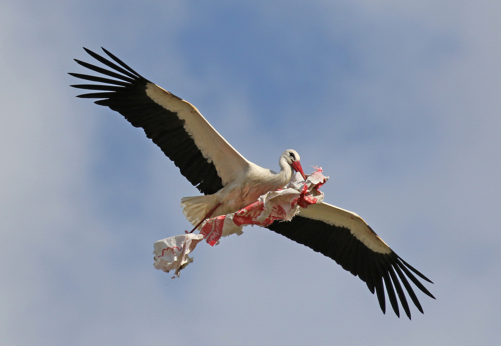 White Stork