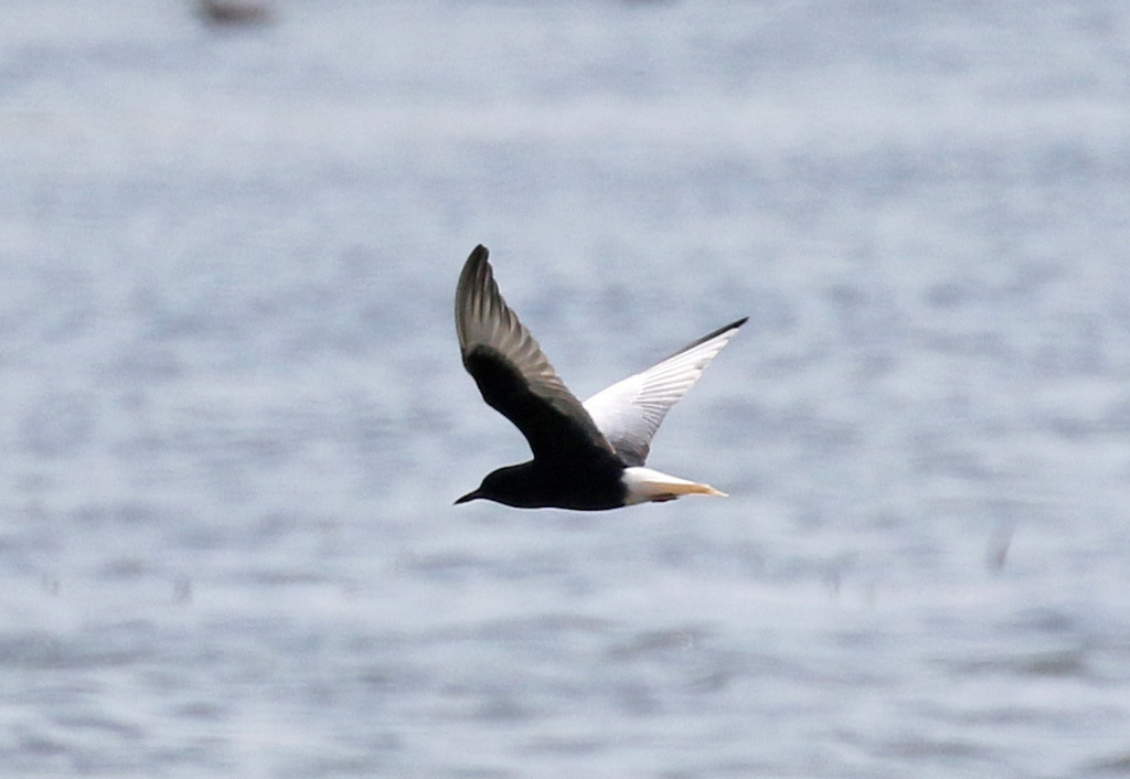 White-winged Black Tern 2