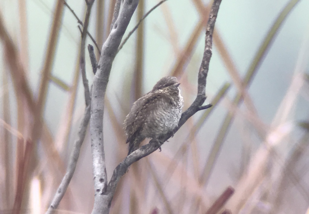 Wryneck