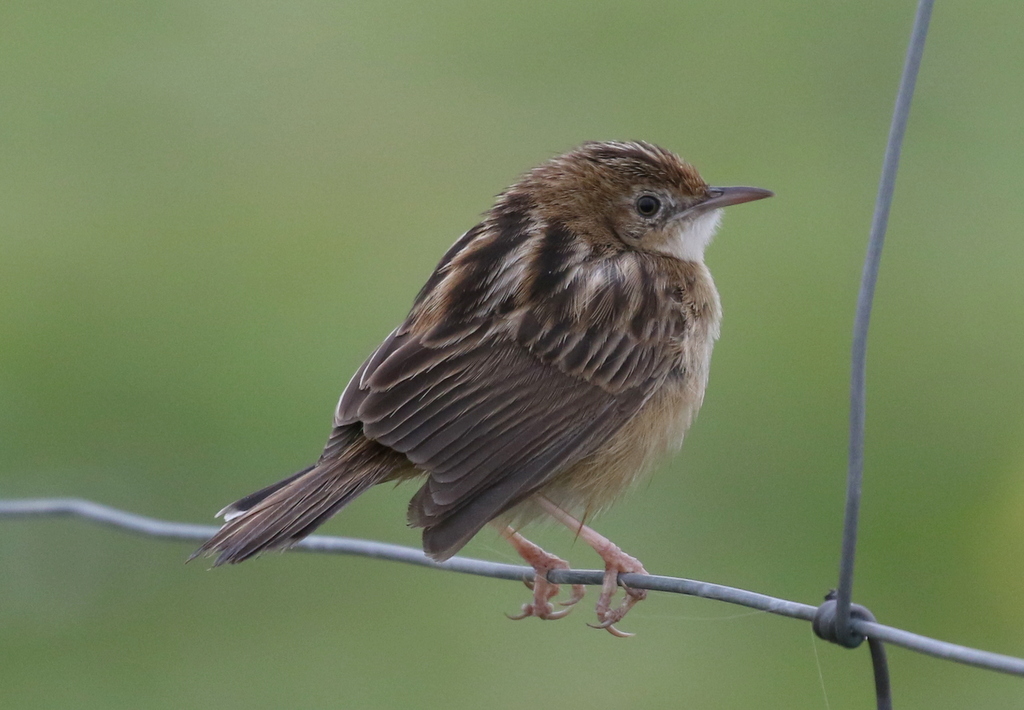 Zitting Cisticola