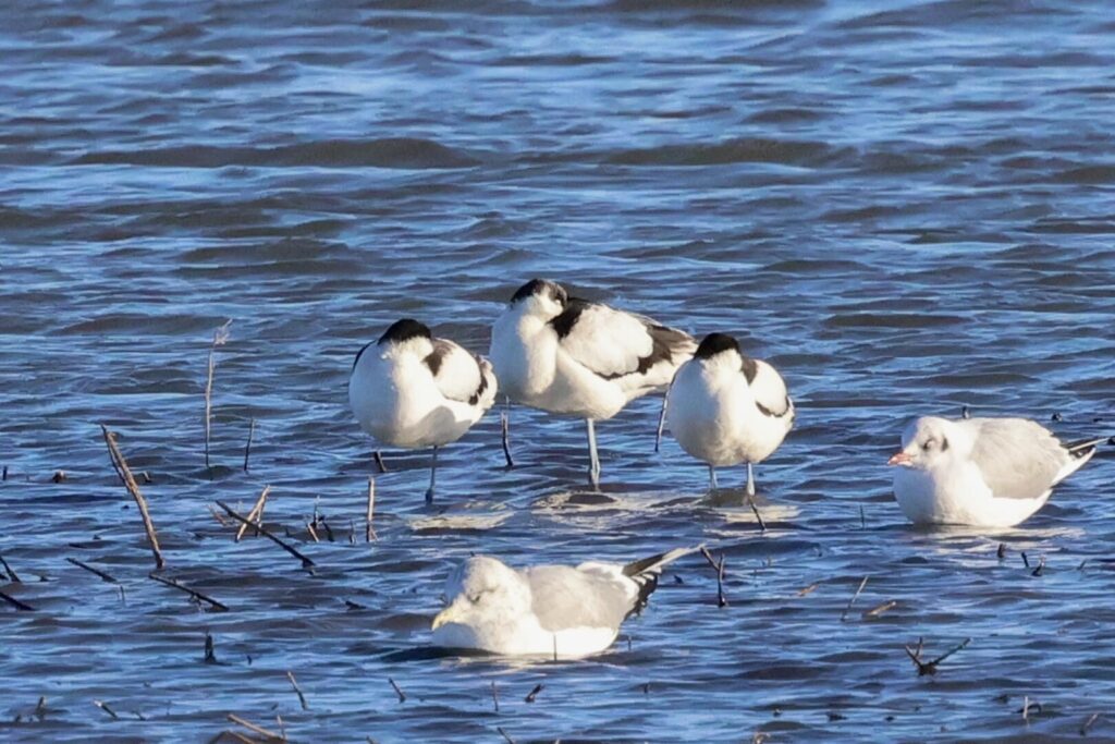 Avocets