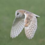 Barn Owl