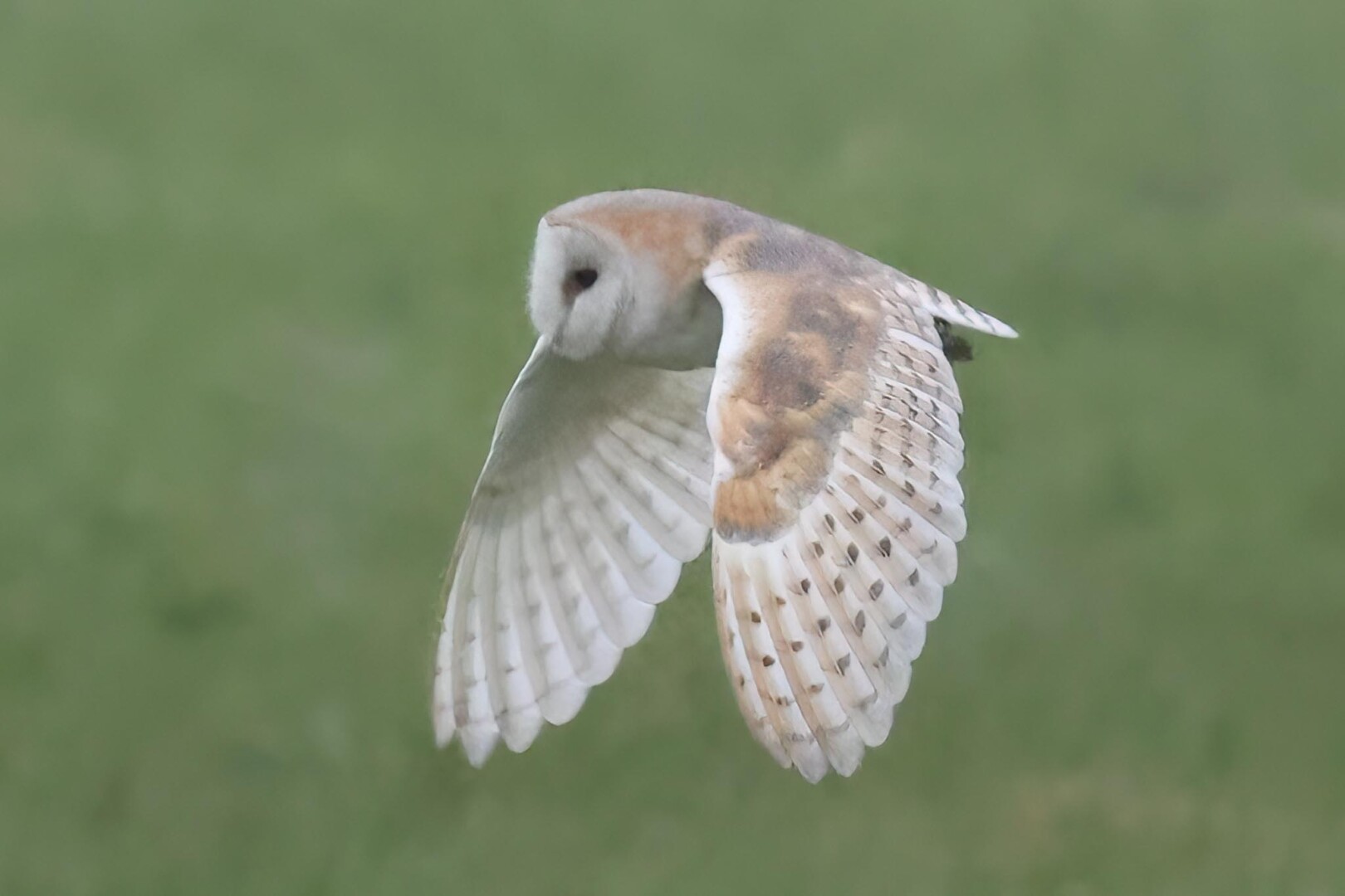 Barn Owl