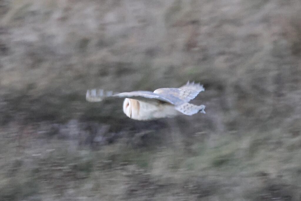 Barn Owl