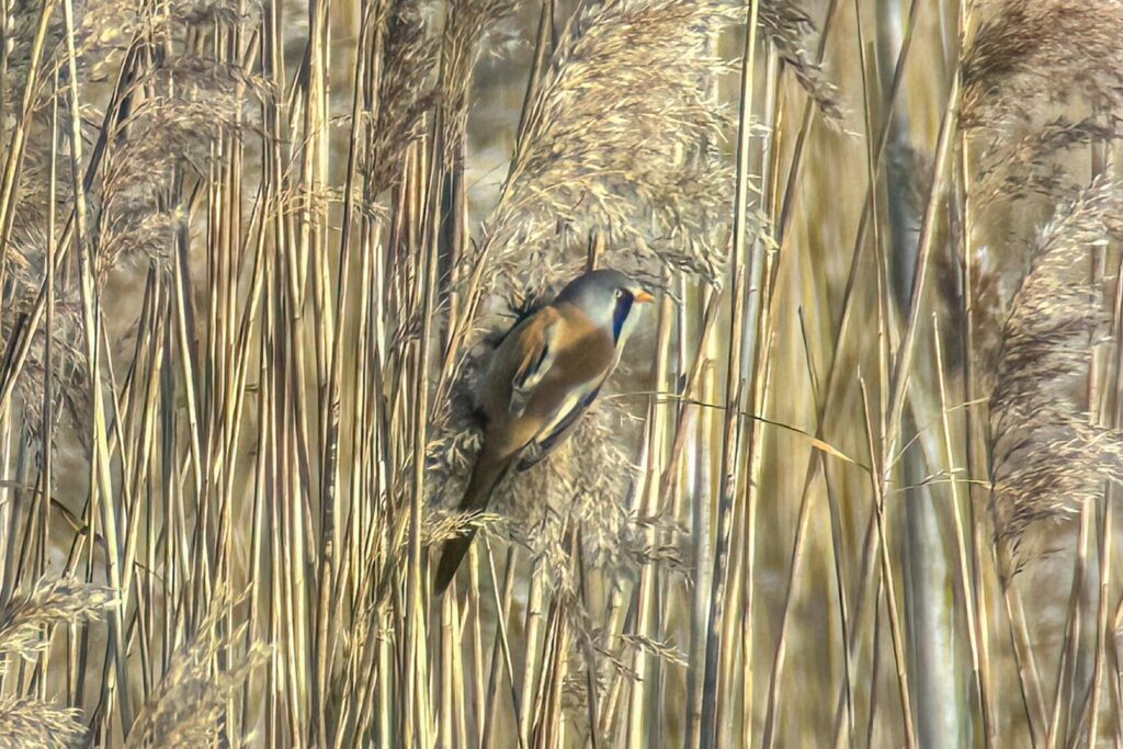 Bearded Tit