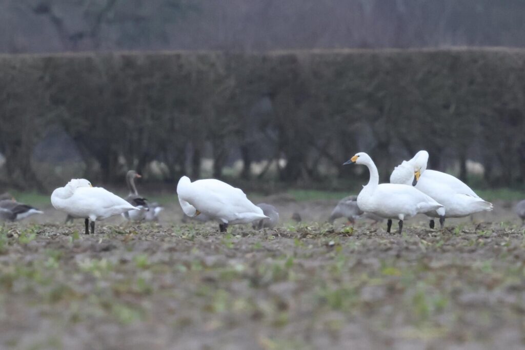 Bewick's Swans