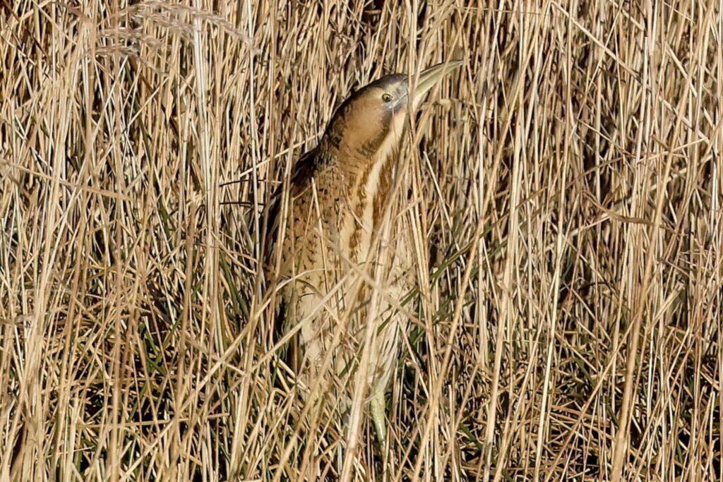 Bittern