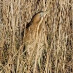 Bittern