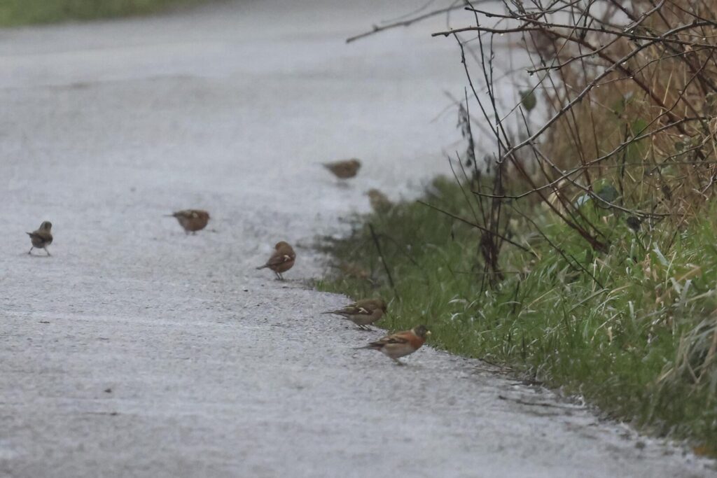 Brambling