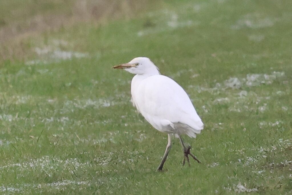 Cattle Egret