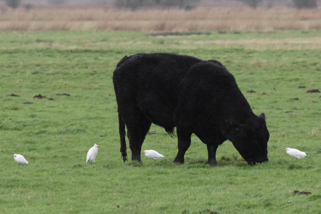 Cattle Egrets