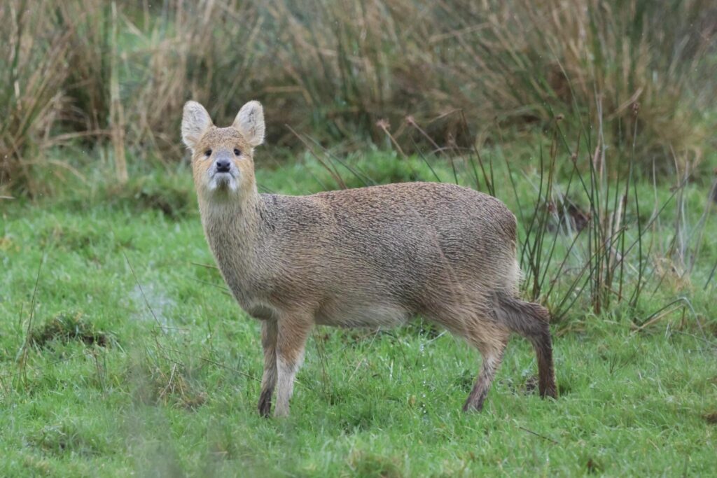 Chinese Water Deer