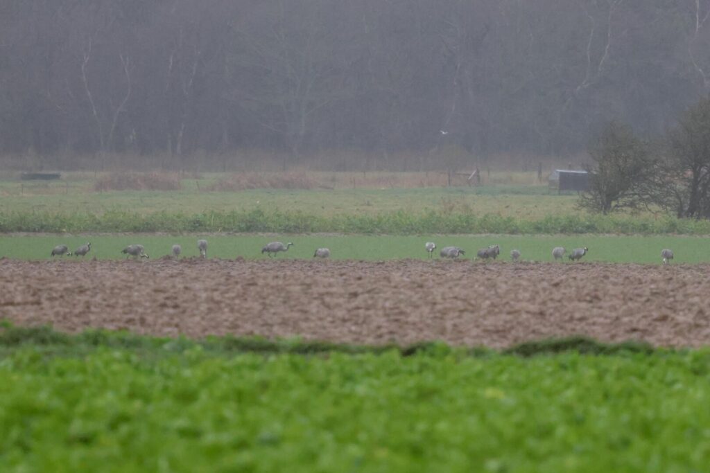 Common Cranes