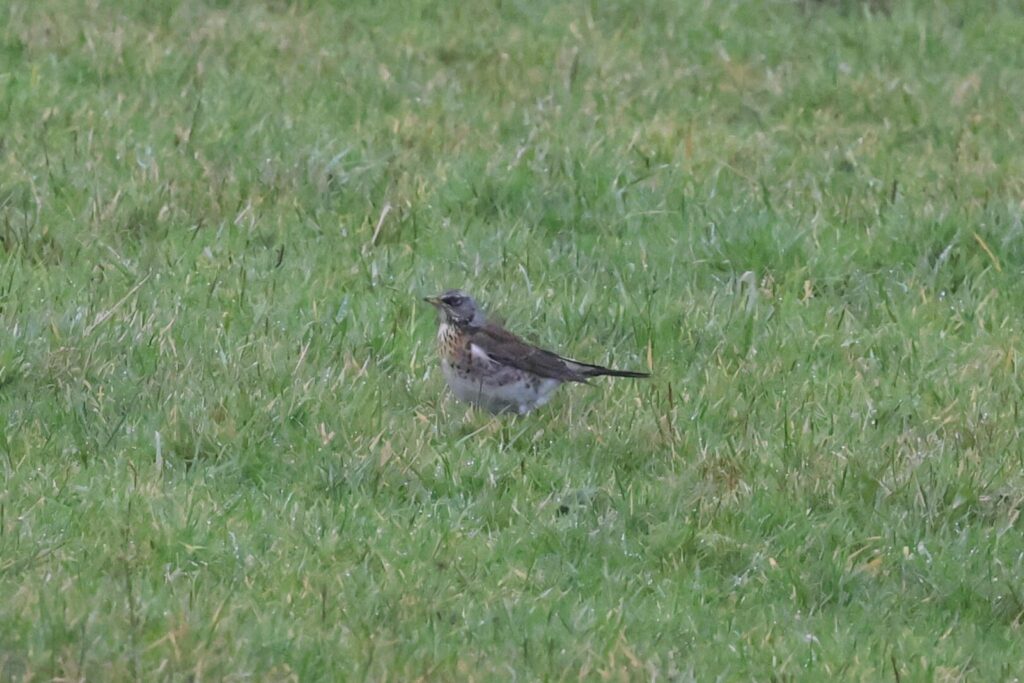 Fieldfare