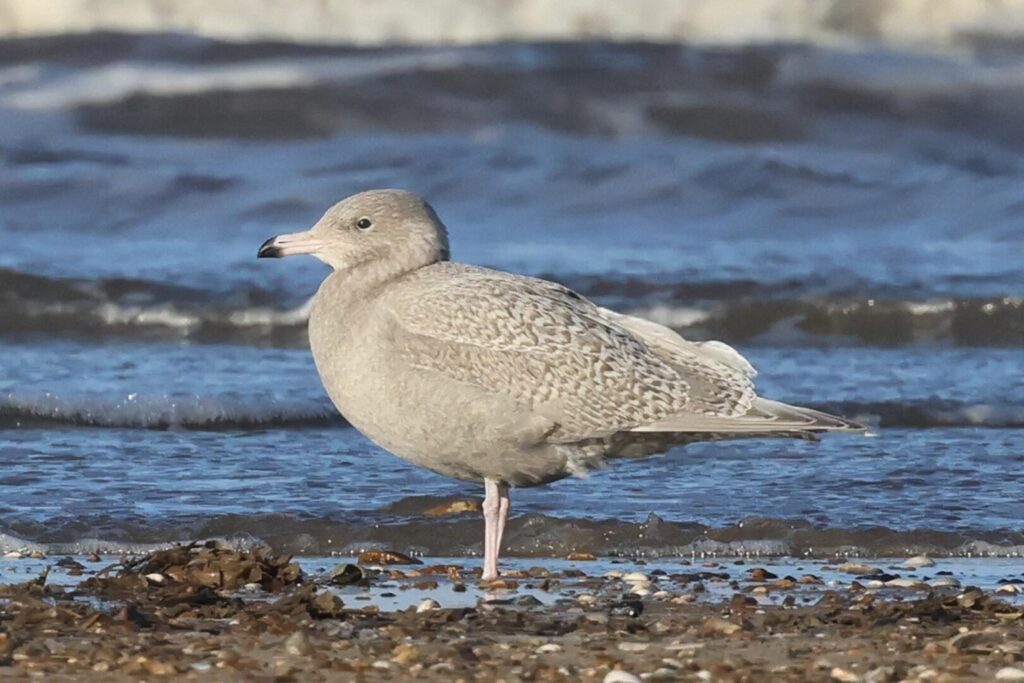 Glaucous Gull