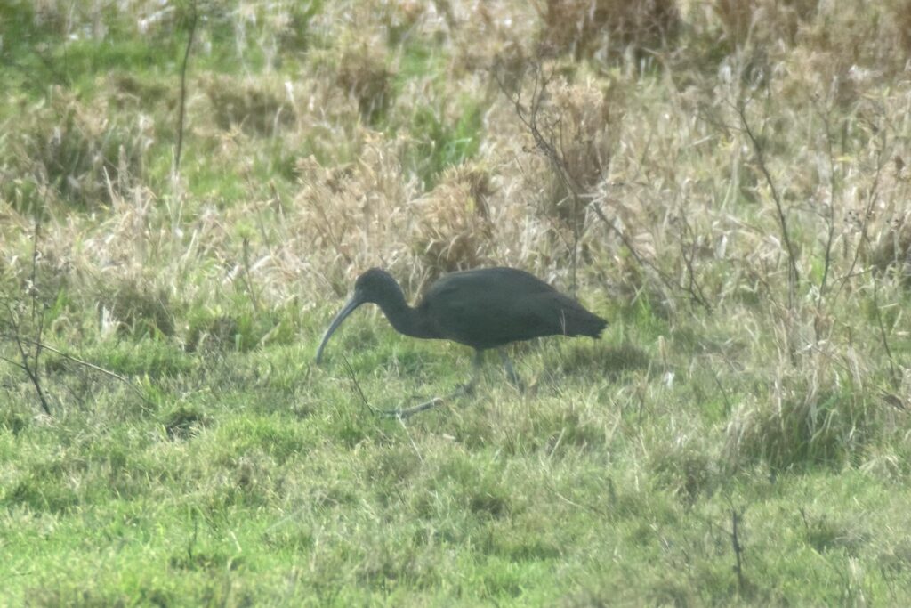 Glossy Ibis