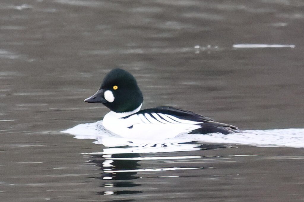 Goldeneye