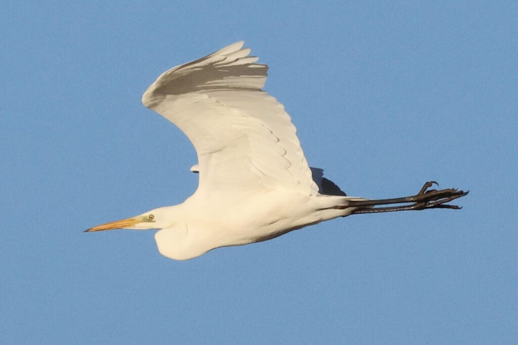 Great White Egret