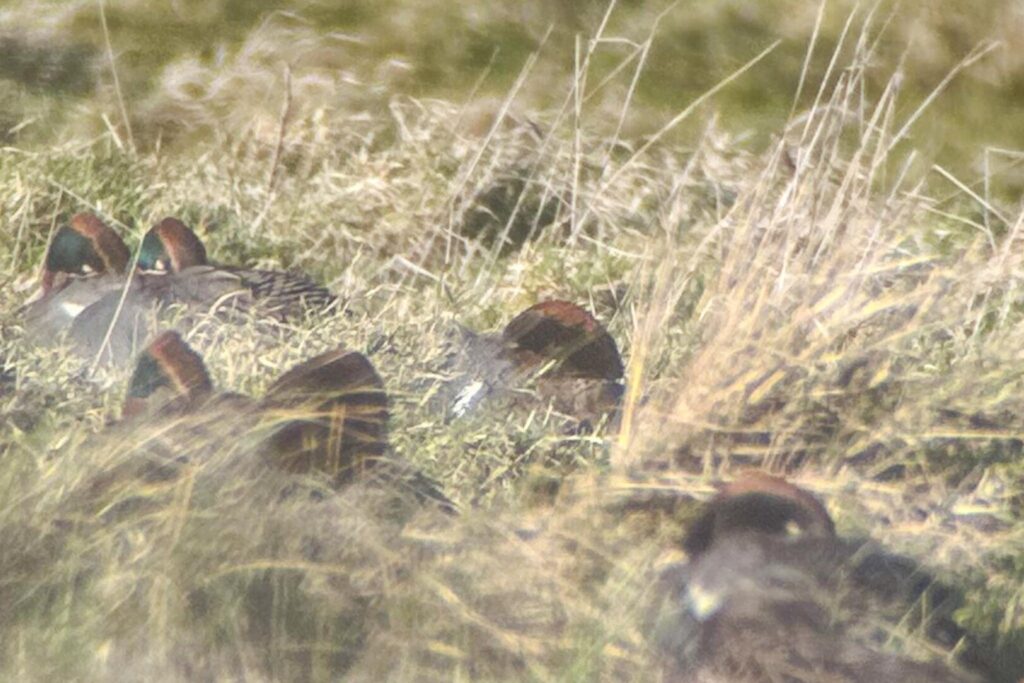 Green-winged Teal