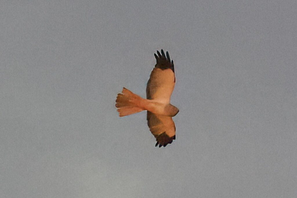 Hen Harrier