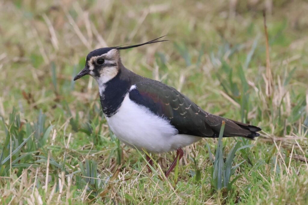 Lapwing