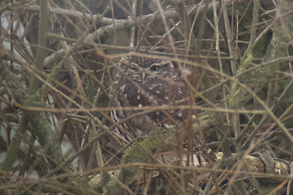 Little Owl