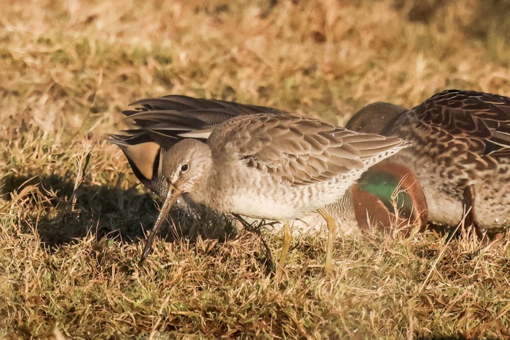 Long-billed Dowitcher