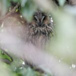 Long-eared Owl