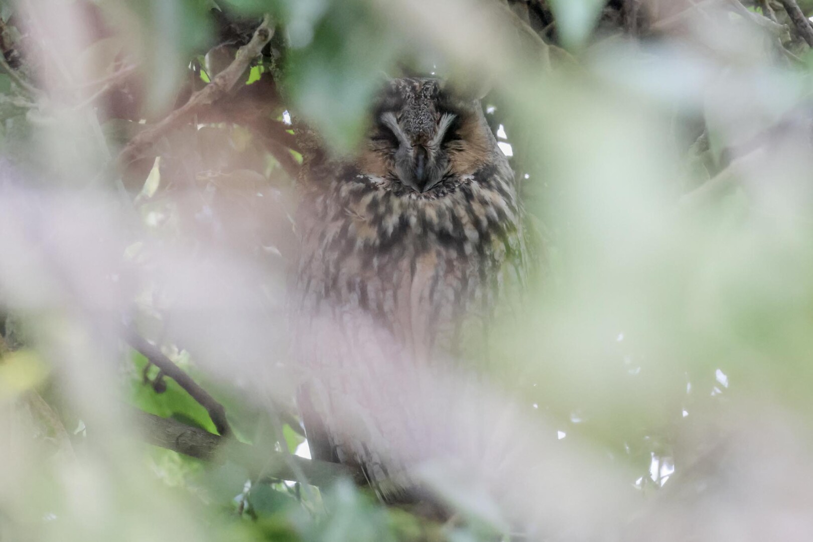 Long-eared Owl