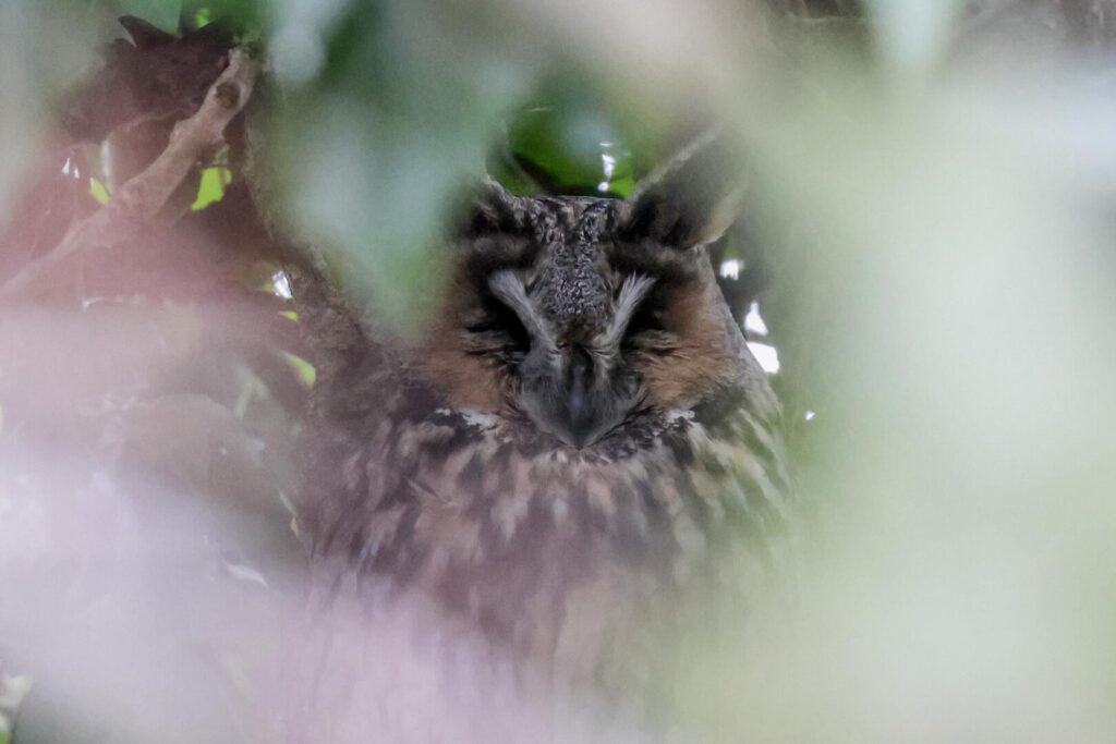 Long-eared Owl