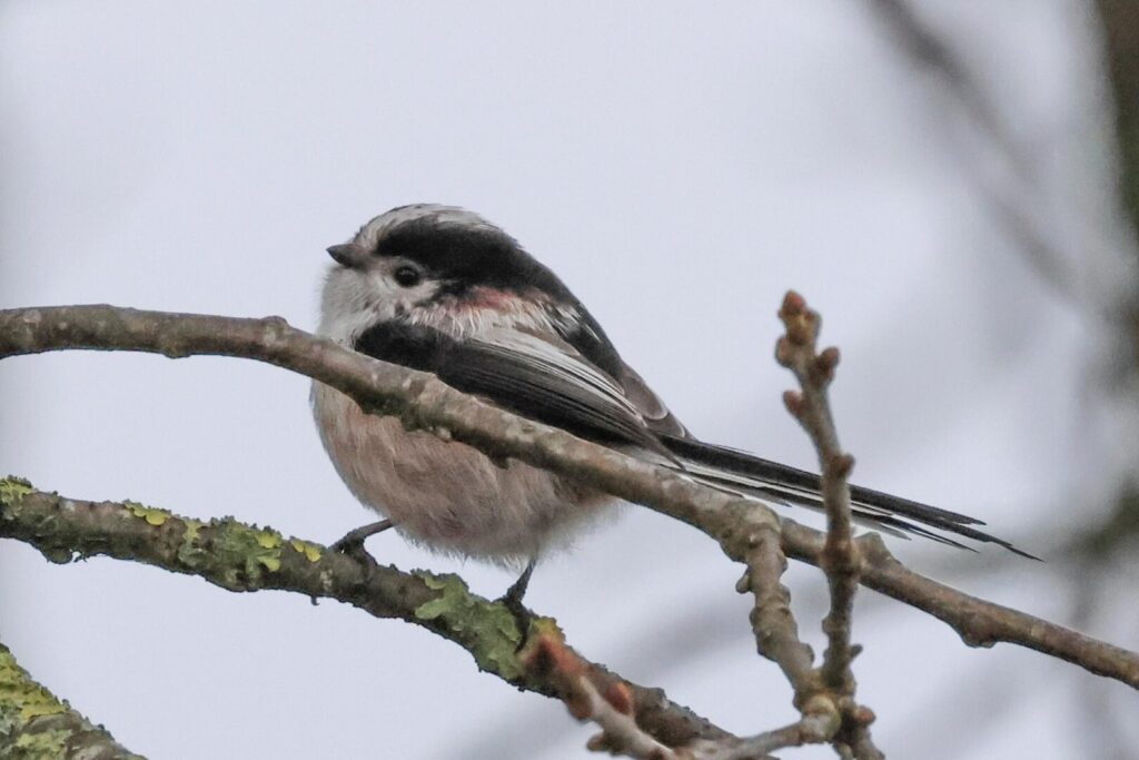 Long-tailed Tit