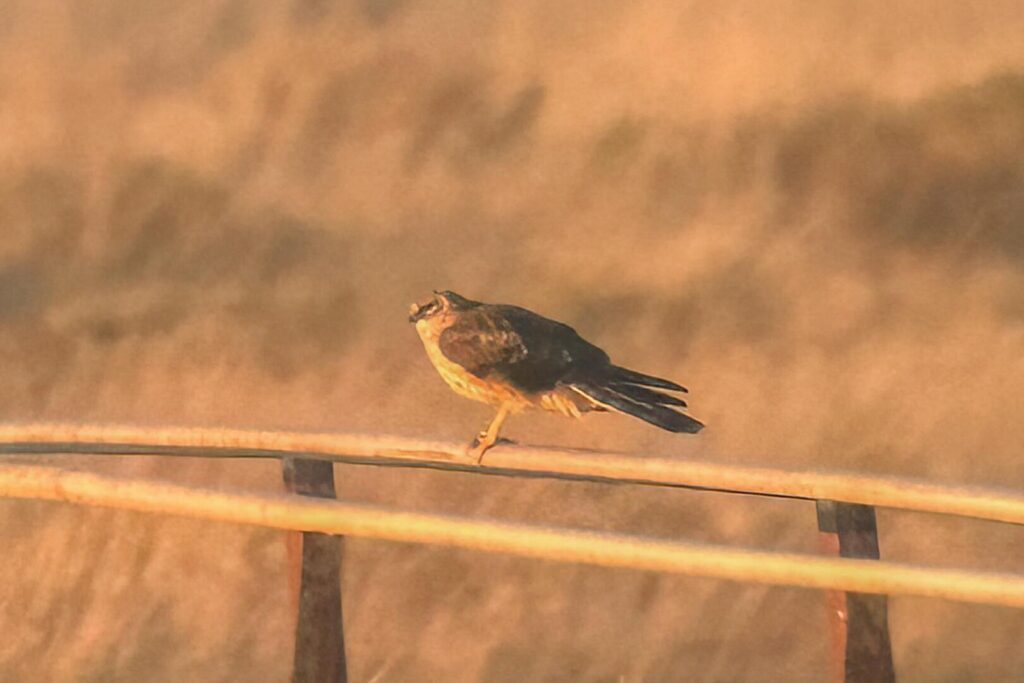 Pallid Harrier