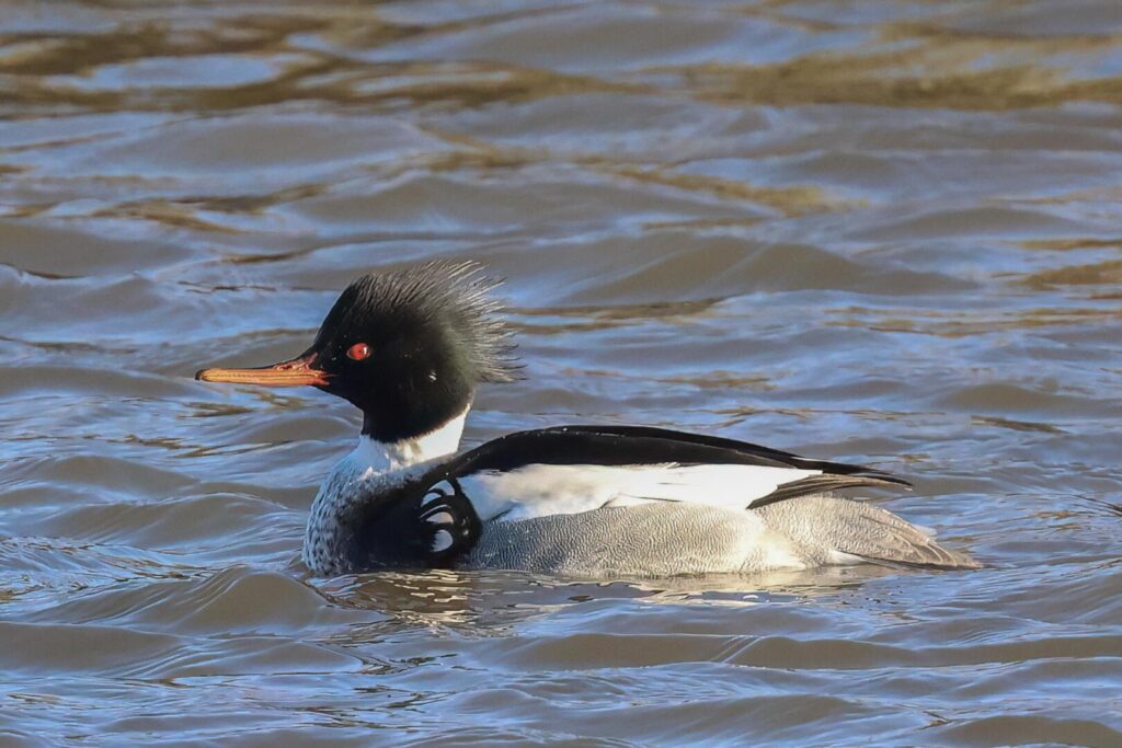 Red-breasted Merganser