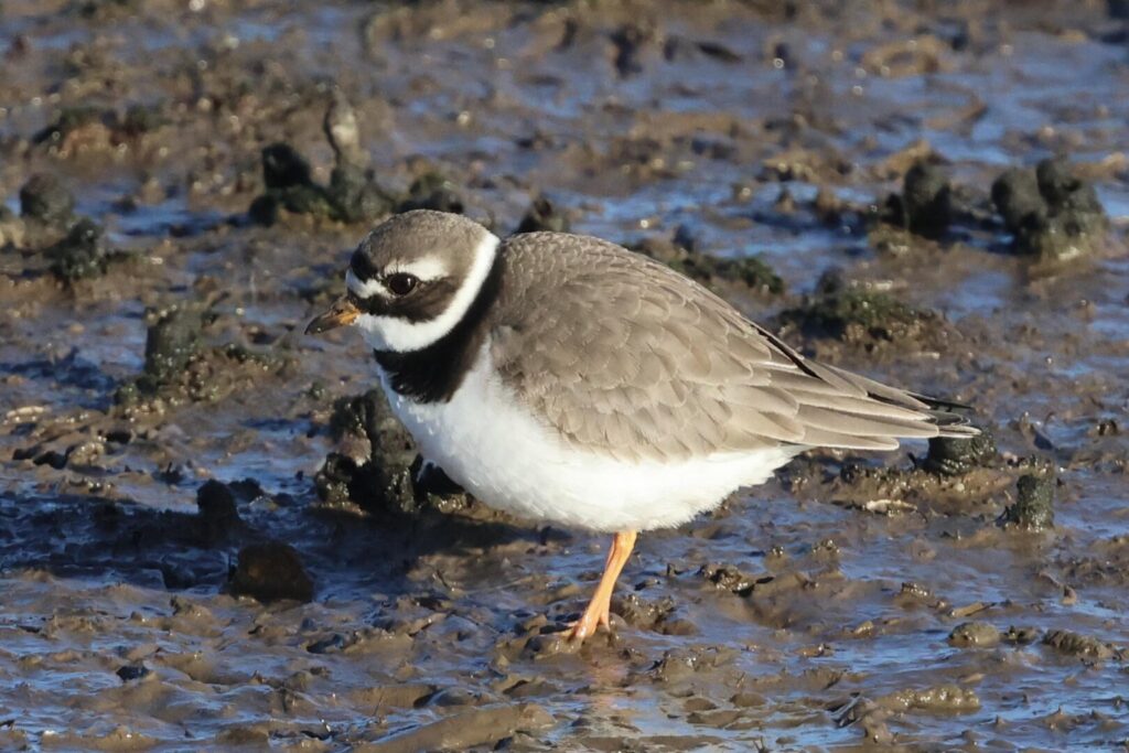 Ringed Plover